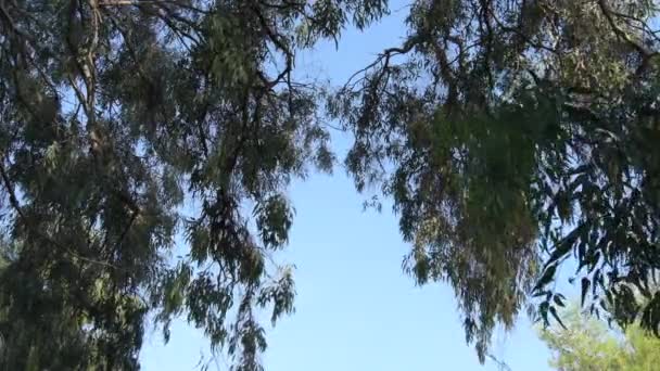黄昏时分桉树上的桉树叶子 — 图库视频影像