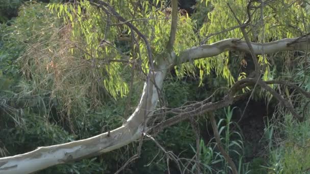 Tronc Eucalyptus Dans Eucalyptus Coucher Soleil — Video