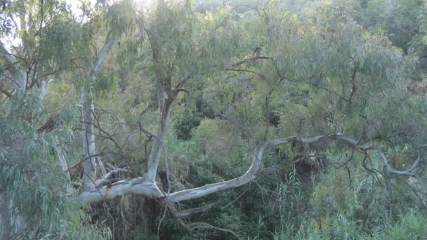 Gün Batımında Okaliptüs Ağacı — Stok video
