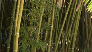 Vahşi bir tropikal ormanda doğal bambu kamışları