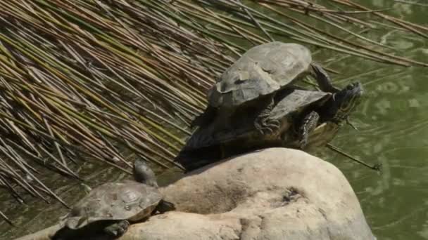 Черепахи Скелі Озері Засмагає — стокове відео
