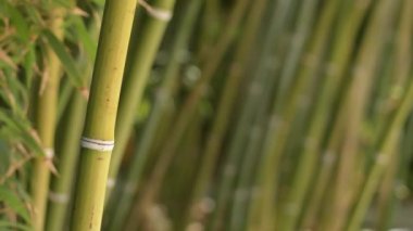 Tropikal bambu ormanında doğal bambu bastonu.