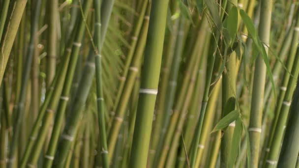 Canne Sauvage Tropicale Dans Une Forêt Bambous — Video
