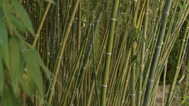 Cana Selvagem Tropical Uma Floresta Bambu Inclinação — Vídeo de Stock