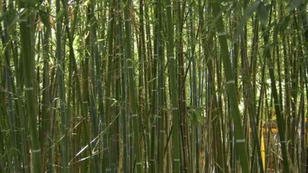 Bambusznádak Vadon Élő Trópusi Erdeje Döntés — Stock videók
