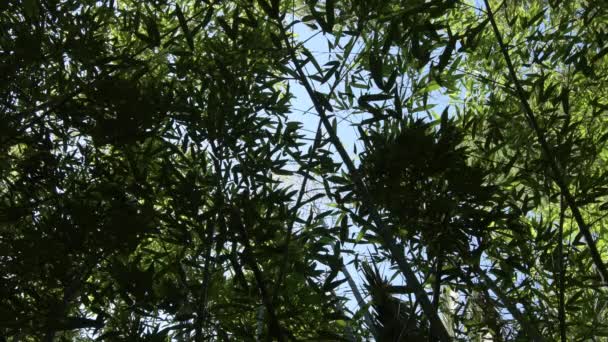 Vild Tropisk Skog Bambukäppar — Stockvideo