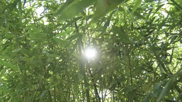 Sol Entre Hojas Bosque Tropical Salvaje Cañas Bambú — Vídeos de Stock