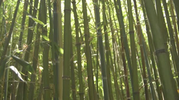 Floresta Tropical Selvagem Bastões Bambu Inclinação — Vídeo de Stock