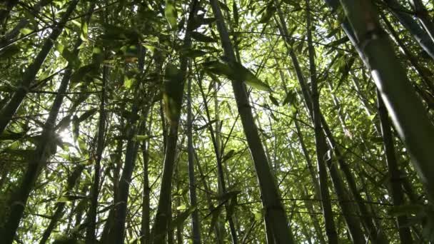 Bosque Cañas Bambú — Vídeos de Stock