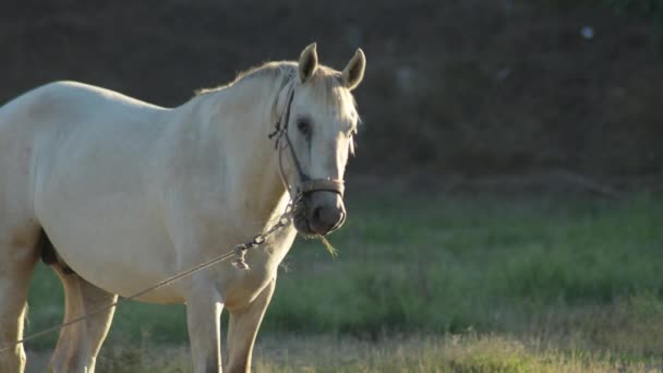 Hvid Hest Spiser Marken Ved Solnedgang – Stock-video