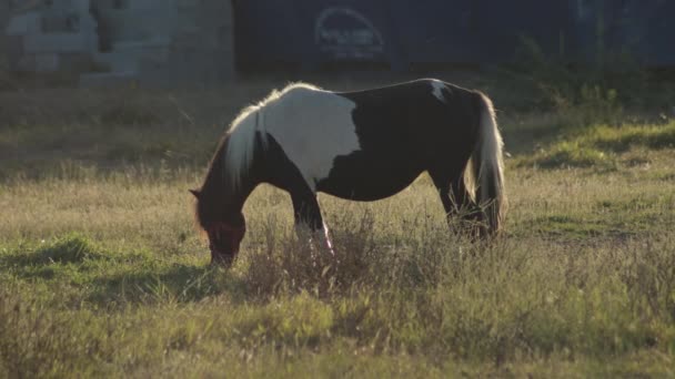 Jíst Koně Poli Při Západu Slunce — Stock video