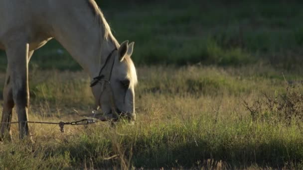Hvid Hest Bundet Med Reb Der Spiser Marken Ved Solnedgang – Stock-video
