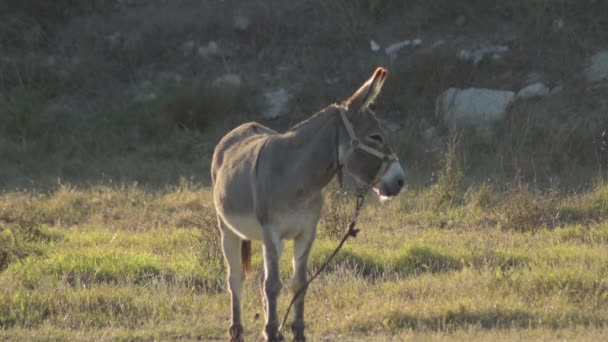 Kleine Ezel Kijkt Rond Een Veld Bij Zonsondergang — Stockvideo