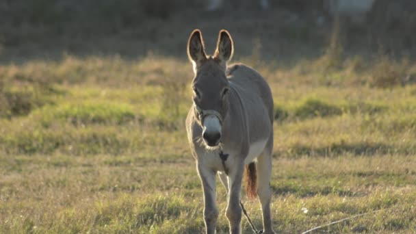 Pequeño Burro Campo Atardecer — Vídeo de stock