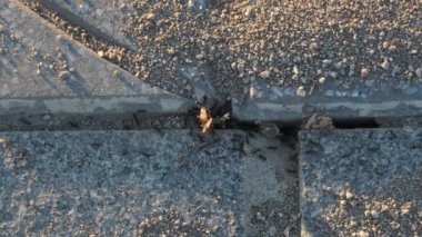 Gün batımında şehir zemininde koşan siyah karıncalar.