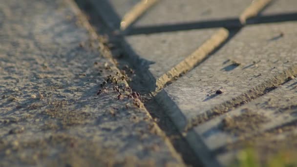 바닥에서 개미들 — 비디오