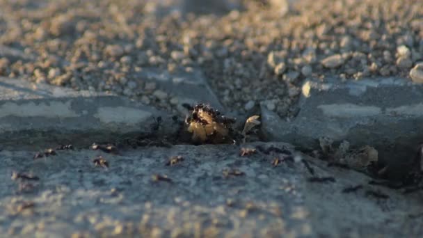 Schwarze Ameisen Laufen Bei Sonnenuntergang Städtischen Boden — Stockvideo