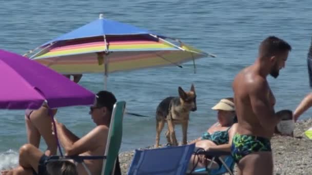 People Dogs Dog Beach Summer Day — Stock Video
