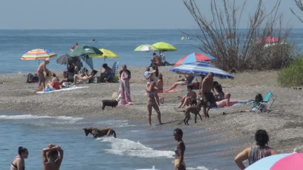 Praia Cão Dia Verão — Vídeo de Stock