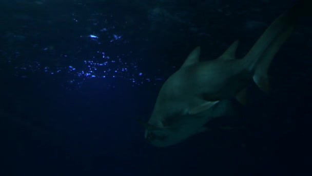 水族館での大きなトラのサメの水泳 — ストック動画