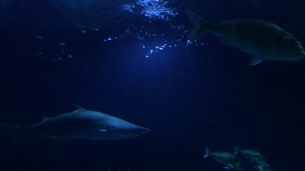 Requin Tigre Sable Dans Aquarium — Video