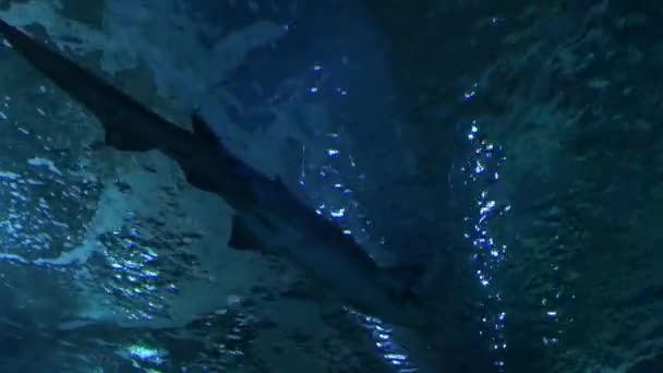 Zandtijgerhaai Die Boven Een Aquarium Zwemt — Stockvideo