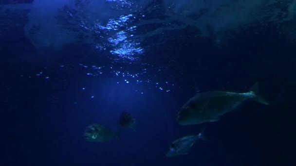 Fische Schwimmen Aquarium — Stockvideo