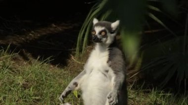 Halka kuyruklu lemur, Lemur Catta 'da bir hayvanat bahçesinde güneşleniyor.
