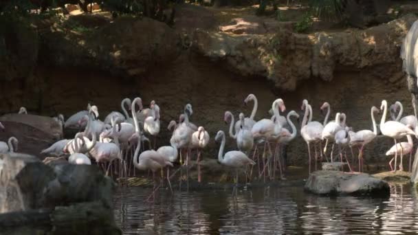 Große Rosa Flamingos Kolonie Einem Naturpark — Stockvideo