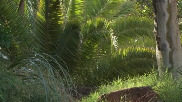 Gotas Chuva Que Cai Entre Vegetação Tropical — Vídeo de Stock