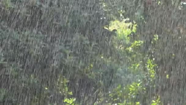Pioggia Tropicale Tra Vegetazione Tropicale Una Giornata Sole — Video Stock