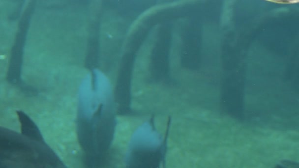 Ocellate River Stingray Passing Aquarium Potamotrygon Motoro — Vídeo de Stock