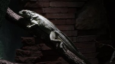 Chlamydosaurus, Ağacın üzerinde dinlenen Fırfırlı Boyun Kertenkelesi - Chlamydosaurus kingii