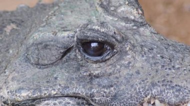 Cüce timsah gözlerini kapatıyor - Osteolaemus tetraspis