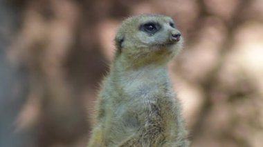 Meerkat, hayvanat bahçesindeki doğal parka bakarak sörf yapıyor.