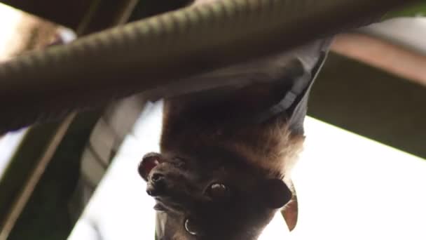 Grande Morcego Índia Pteropus Giganteus — Vídeo de Stock