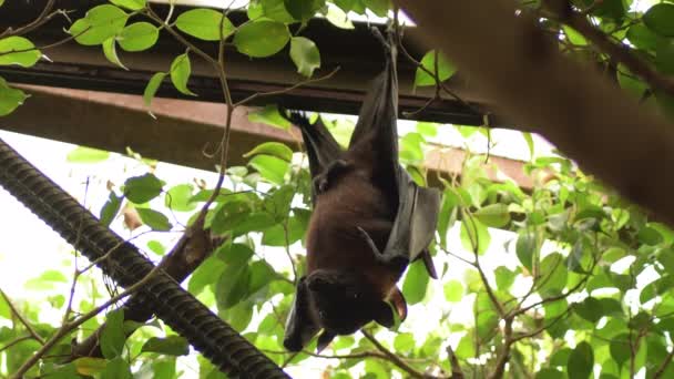 Morcego Fruta Indiano Maior Pendurado Telhado Pteropus Giganteus — Vídeo de Stock