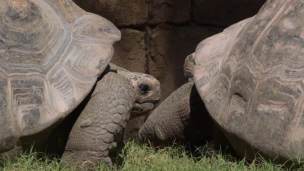 Galapagos Reuzenschildpad Chelonoidis Nigra — Stockvideo