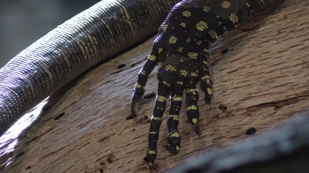 Pied Lézard Varanus Salvadorii Lézard Reposant Dans Arbre — Video