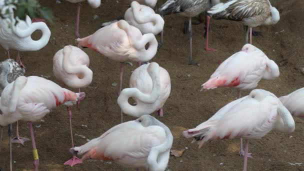 Большие Фламинго Розовый Сон Природном Парке — стоковое видео