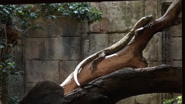 Lagarto Varanus Salvadorii Descansando Árbol — Vídeos de Stock