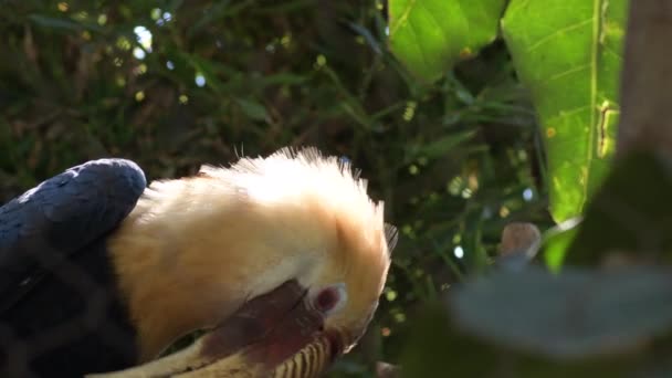 동물원 공원에서 몸부림치는 찌르레기 Rhyticeros Undulatus — 비디오