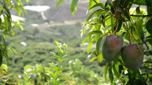 Тропические фрукты манго на плантациях — стоковое видео