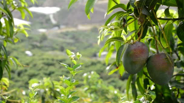 Mangos fruta tropical en plantación — Vídeos de Stock