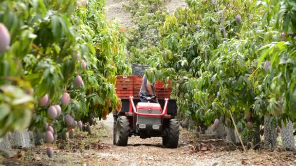 Plantage van mangobomen van het fruit — Stockvideo