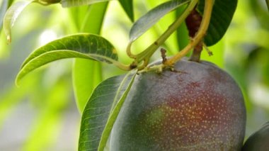 Mango tropik meyve plantasyon içinde