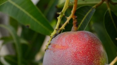 Mango tropik meyve plantasyon içinde