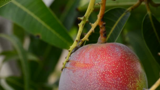 Mango tropical fruit in plantation — Stock Video