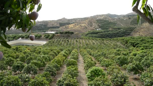 Plantage van mangobomen van het fruit — Stockvideo