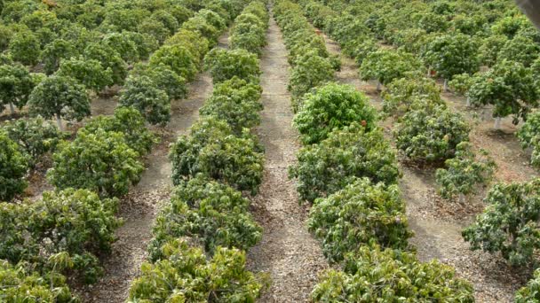 Plantación de árboles frutales de mango — Vídeo de stock